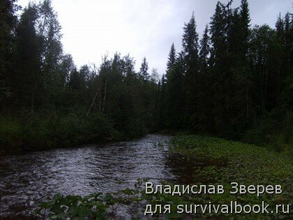 Подводно-надводная растительность на р.Хмели